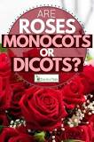 Image result for is a rose a monocot or dicot
