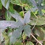Image result for Cissus aralioides