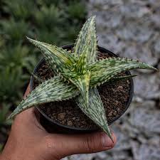 Image result for Aloe wollastonii
