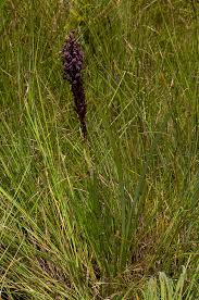 Image result for Disa hircicornis