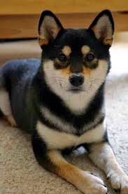 Black And Tan Shiba Inu For Sale 