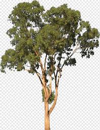 Maybe you would like to learn more about one of these? Green Leafed Tree Eucalyptus Camaldulensis Tree Shrub Eucalyptus Branch Digital Image Tree Fern Png Pngwing