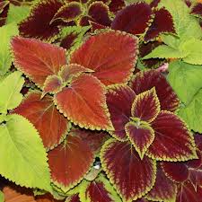 Image result for Coleus sylvestris