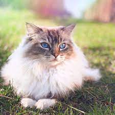 Ragdolls are a very healthy breed with a large gene pool and can live 16 to 23 years. 11 Cute Pictures Of Ragdoll Cats