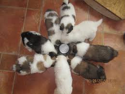 Elo Welpen Familienhunde Welpen Hunde Welpen Hunde Eine frau hat einen kleinen welpen bei ebay gekauft. elo welpen familienhunde welpen