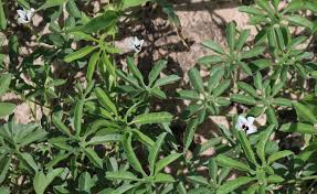 Image result for Merremia verecunda