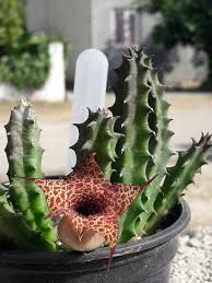 Image result for Huernia hislopii