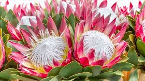Image result for Protea welwitschii