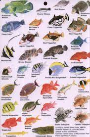 Guide To Reef Fish Of The Indian Ocean Saltwater Aquarium Fish Fish Chart Fresh Water Fish Tank