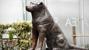 Hachiko Ne Demek Hachiko Hikayesi Ve Sadakat Sadakat
