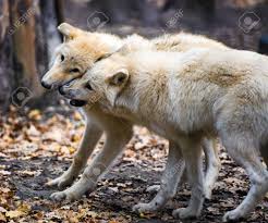 Searching for some left overs after the. Two Arctic Wolves Fighting Stock Photo Picture And Royalty Free Image Image 121316782