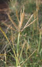 Image result for Brachychloa