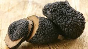 Tuber melanosporum (siyah kış trüfü). Truf Mantari Nedir Faydalari Nelerdir Truf Mantari Nasil Yetistirilir Saglik Haberleri