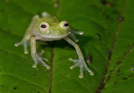 Image result for glass frog
