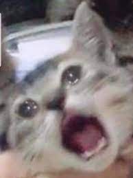 Pin On Cats Crying Pack