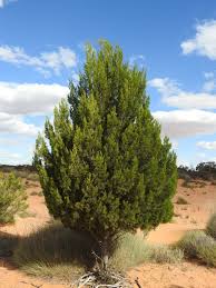 Image result for Callitris