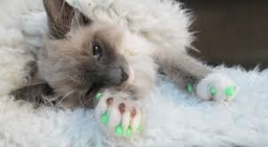Declawing a cat can cost at least $300 and is advisable if the cat is destroying furniture which cats can do if it is soft material that its' paws can penetrate but if furniture is bought that is smooth and hard to penetrate then it may not be necessary to do it. Humane Cat Declawing Using Laser Surgery