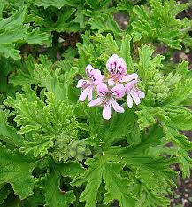 Image result for Pelargonium graveolens