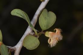 Image result for Olacaceae