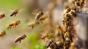 Affordable pest control and exterminator in wayne nj. Bees Wasps Hornet Control Sentry Termite Pest Control