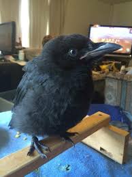 Baby Raven Http Ift Tt 2tqwa5v Pet Raven Cute Animal Pictures Animals