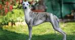Italian Greyhound Dog Breed Information, Pictures ...