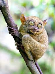 Asia Philippine Tarsier Carlito Syrichta Bohol Philippines The Philippine Tarsier Tarsius Syrichta Or Carlito Syricht Tarsier Animal Pictures Animals