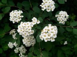 Duftschneball (viburnum) der duftschneeball bringt im frühjahr und herbst farbe in den garten. Schneespiere 4teachers Suchergebnisse Seite 1