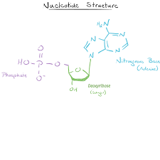 Dna or deoxyribonucleic acid is a long molecule that contains our unique genetic code. Dna Function Structure With Diagram Article Khan Academy