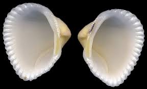 Image result for Nolletia arenosa