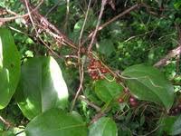 Image result for Smilax anceps