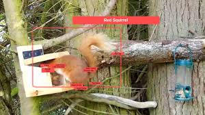 AI squirrel spotter deployed to protect endangered red squirrels