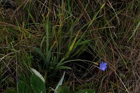 Image result for Aristea abyssinica