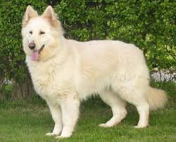 German shepherd dogs are black, black/tan, red/black, and sable, with some controversial white and cream color combos growing in popularity in. German Shepherd Dogs For Rehoming In The North East