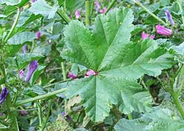 ウスベニアオイ Malva Sylvestris アオイ科 Malvaceae ゼニアオイ属 三河の植物観察