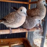 10 ciri burung lovebird jantan dan betina ala om yulianto Jual Burung Perkutut Lokal Terlengkap Terbaik Harga Murah July 2021
