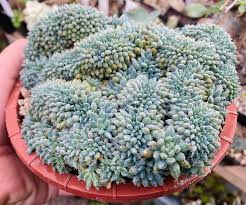 Image result for Commiphora pteleifolia