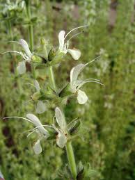 Image result for Haumaniastrum glabrifolium