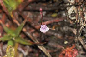 Image result for Utricularia sp.no.1