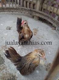 Ayam Serama Usia 2 Bulan Binatang Bebek Ayam