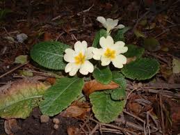 Primrose Essex Wildlife Trust