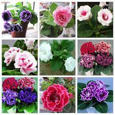 Pin On Flower Seeds Bonsai Seeds