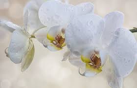 Blossoming orchids phalaenopsis stand in a row on a wooden rack. How To Grow Orchids In Water In 3 Easy Steps Krostrade