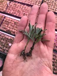Image result for lavender cuttings