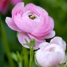 Pin On Fleurs