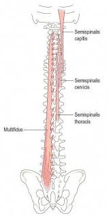The Left Multifidus Muscle Posterior View Massagetherapy Muscle Anatomy Human Anatomy And Physiology Massage Therapy