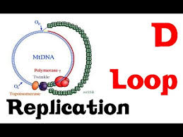 D Loop Replication Youtube