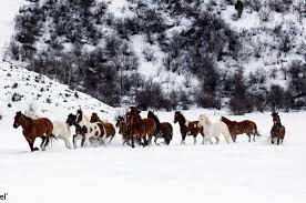 How Do Wild Horses Survive In The Winter