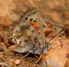 Image result for Pleopeltis  × simiana