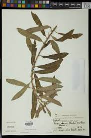 Image result for Clutia